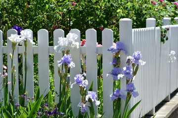Weiß lackierter Lattenzaun um einen Vorgarten mit Iris als Grundstücksabgrenzung