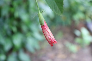red and yellow flower