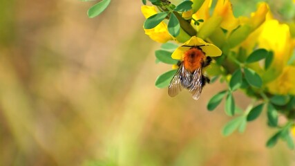 Orange bumblebee collects pollen on a flower on a spring sunny day, close-up. Macro of a bumblebee on a flower. 