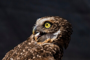 Burrowing Owl (Athene cunicularia) Portrait in High Def