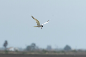 Aves en el delta de l´Ebre