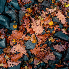 autumn leaves background