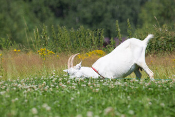 white goat lies on the grass in the meadow on a sunny day. Blurry background. Selective focus on the goat/ Concept summer. - 445743629