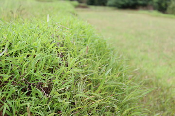 green grass background