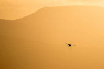 birds in the sunset