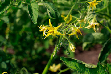 Tomato flowers, growing tomato fruits. horticulture. Flowering yellow plant, abundant flowering, agriculture. Garden plant of the Solanaceae family.