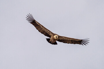 Griffon vulture, Gyps fulvus in Monfrague National Park. Extremadura, Spain