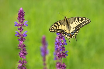 Beautiful yellow, black, blue and red old world swallowtail butterfly, Papilio machaon, sitting on a purple flower growing in a meadow. Green grass in the background. Sunny summer day in nature.