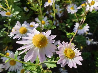Blooming Daisies
