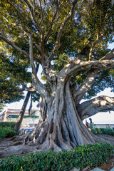 Alameda de Apodaca, a public park in Cadiz, Andalucia, Spain.