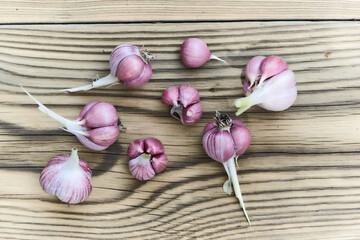 Freshly picked, home-grown purple stripe garlic bulbs on rustic wooden background