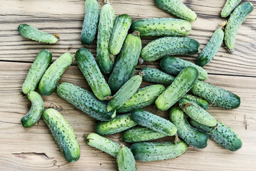 Freshly picked, home-grown fresh cucumbers on rustic wooden background