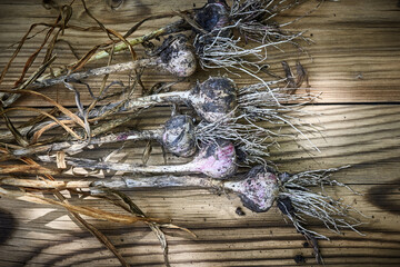 Freshly picked, home-grown purple stripe garlic bulbs on rustic wooden background