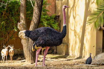 Red-necked ostrich,Struthio camelus in Jerez de la Frontera, Andalusia, Spain