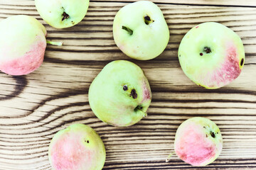 Fresh picked farm apples from the orchard on rustic wooden background