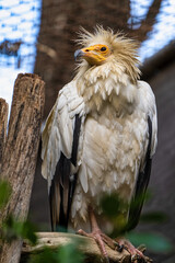 Egyptian vulture,Neophron percnopterus in Jerez de la Frontera, Andalusia, Spain