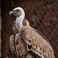 Griffon vulture, Gyps fulvus in Jerez de la Frontera, Andalusia, Spain