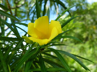  One yellow flower