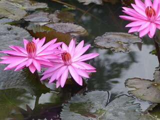 pink water lily
