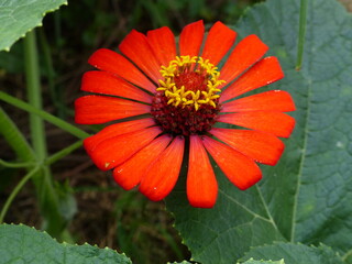 Orange color zinnia