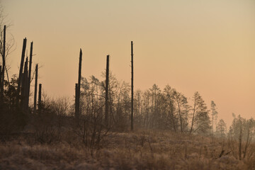 forest destroyed by the wind in the morning 