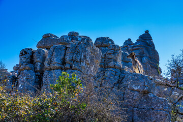Spanish Ibex, Capra pyrenaica in Torcal de Antequera National Park, Spain