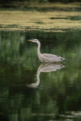 Naklejka premium Beautiful Grey Heron bird Ardea Cinerea Pelecaniformes on lake in Summer hunting small fish in water