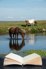 Beautiful Dartmoor ponies with foals, take a refreshing dip and drink on a hot Summer day on...