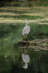Beautiful Grey Heron bird Ardea Cinerea Pelecaniformes on lake in Summer hunting small fish in water