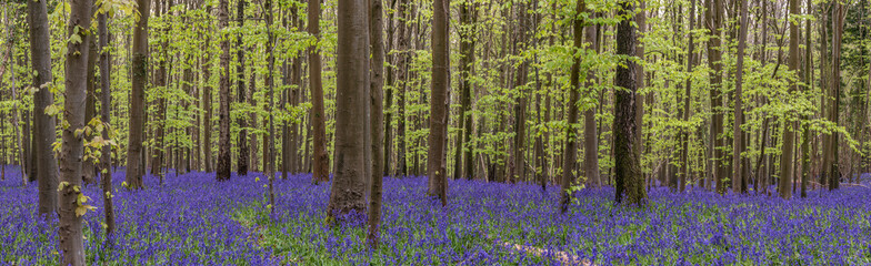 Beautiful soft spring light in bluebell forest in English countryside during calm mornng