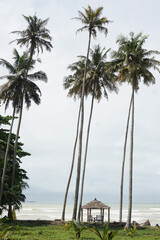 Palm trees on a beach in Ghana, West africa