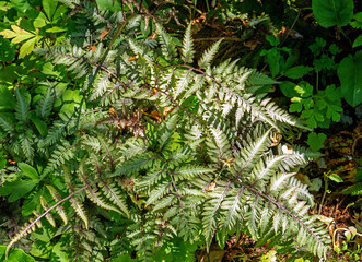 Close up of Japanese painted fern (Athyrium niponicum Pictum)
