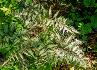 Close up of Japanese painted fern (Athyrium niponicum Pictum)  © Gert-Jan van Vliet