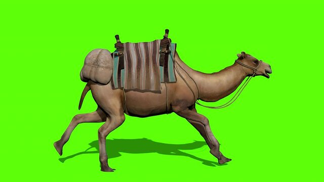 Camel Caravan Run On Green Screen Backgroun.