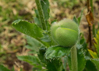 Wild poppy before blooming in the Andes of Colombia
