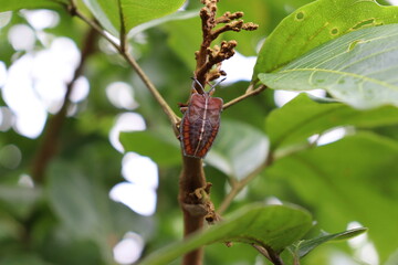 bug on a branch