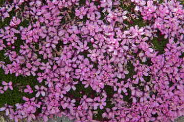 Close-up of the small pink flowers of Moss campion, also known as the Compass plant