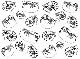 Big shrimp. Vector sketch drawing