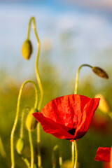 Blooming poppies