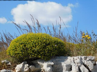 Greek spiny spurge, or Euphorbia acanthothamnos, near Varkiza in Attica, Greece