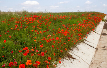 A field with poppy flowers, harvesting. Summer and spring, landscape, poppy seed. Memorial Day, serenity. Opium poppy, botanical plant, ecology