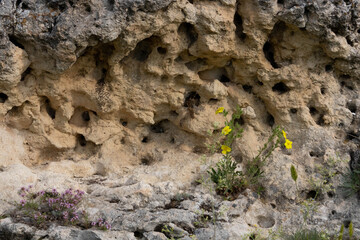Flowers sprouting in a stone with holes on a sunny summer day