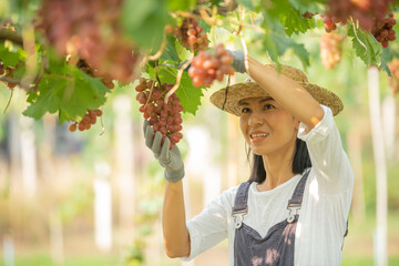 Red grape farm . Small family business. Happy smiling cheerful vineyard female wearing overalls and a farm dress straw hat,  selecting out the get size grapes ready for sale or for making wine.