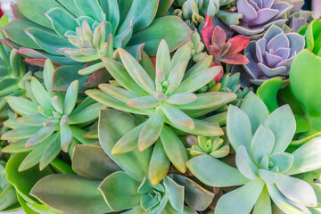 Colorful cactus succulent plants texture background