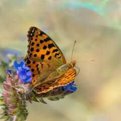 Queen of Spain fritillary butterfly (Issoria lathonia) ready to fly on small blue flowers of common bugloss (Anchusa officinalis) on colorful abstract blurred background.	