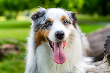 Australian shepherd