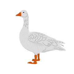 Adorable white goose isolated on white background. Farm domestic birds. Vector illustration of a farm animals in a flat style.