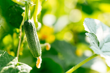 The banner. The concept of growing greenhouse cucumbers. Young plants, blooming fruits with yellow flowers in the sun, close-up on a background of green leaves. The farmer's summer harvest.