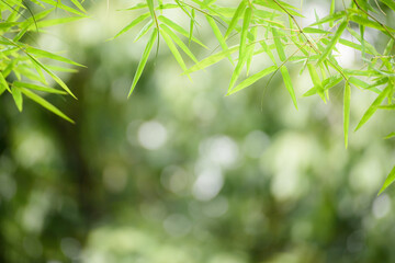 Closeup beautiful green bamboo tree in forest on blurred background.