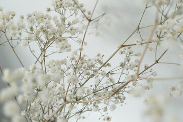 smal white flowers on white background
